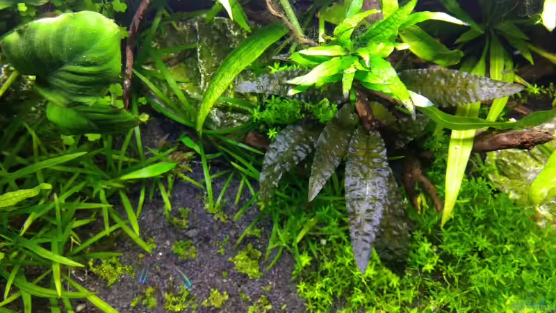 Bild vom 22.08.2018 von Mike Steidl (15)