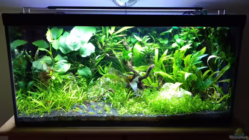 Bild vom 22.08.2018 von Mike Steidl (3)