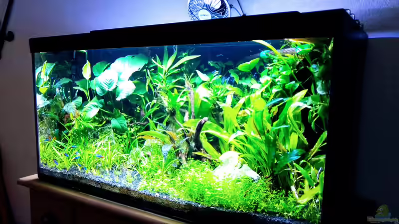 Bild vom 22.08.2018 von Mike Steidl (5)