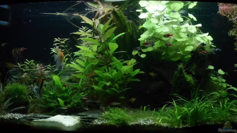 Bild vom 22.11.08 von quickmike (4)