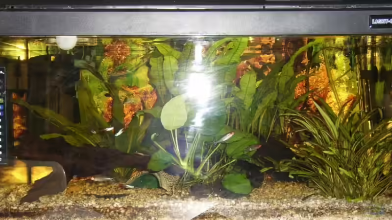 Bild vom 22Feb 07, noch mit javafarn und anderem besatz von Julian Garnisch (3)