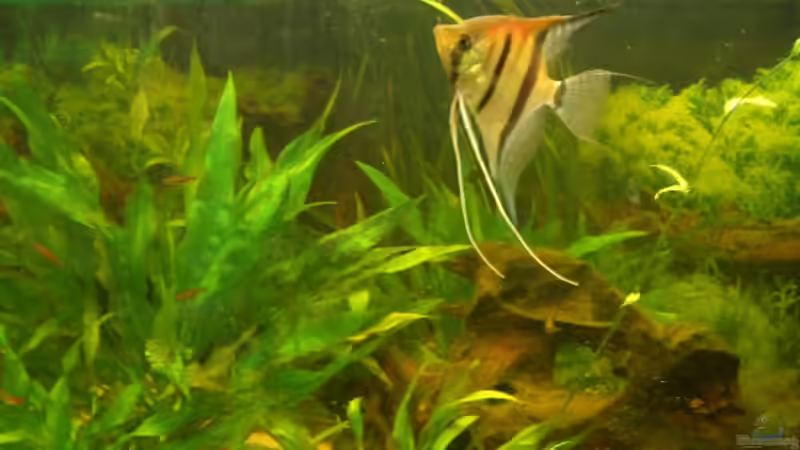 Bild vom 26.08.2005 von VL (13)