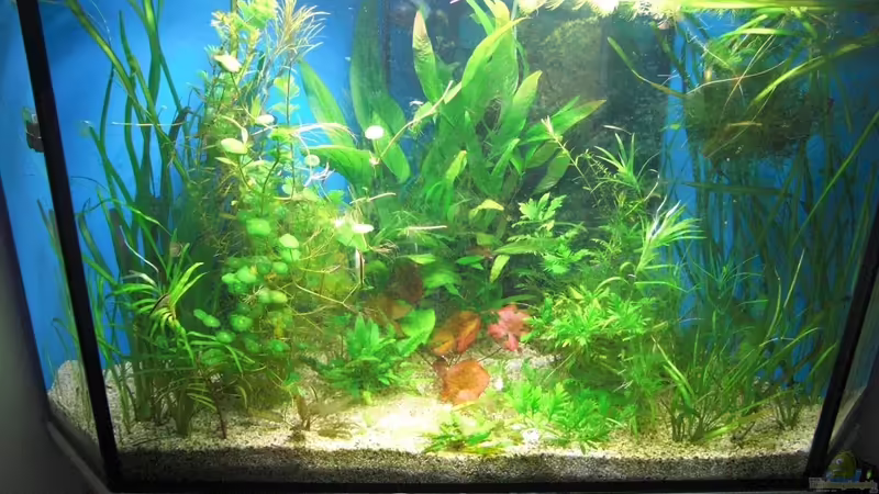 Bild vom 27.06 von Pflanzenoase (6)