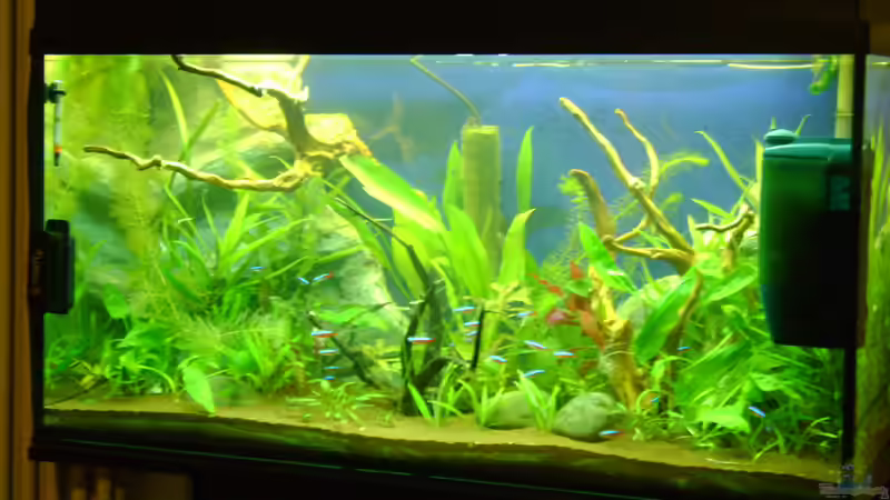 Bild vom 8.8.10 von Franz Wüest (6)