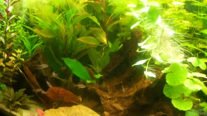 Aquarium einrichten