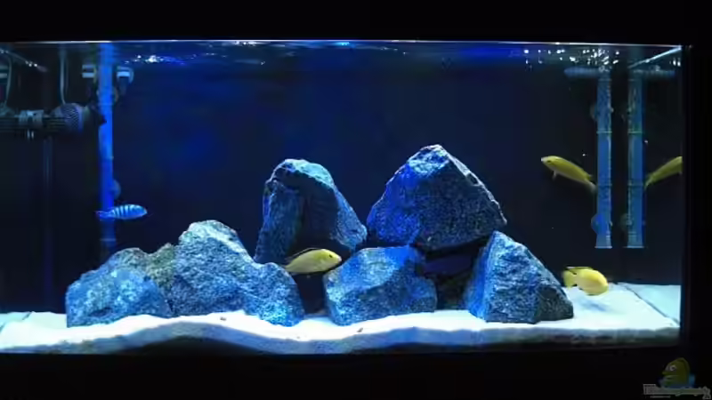 Bild vom Aquarium von Matoba (1)