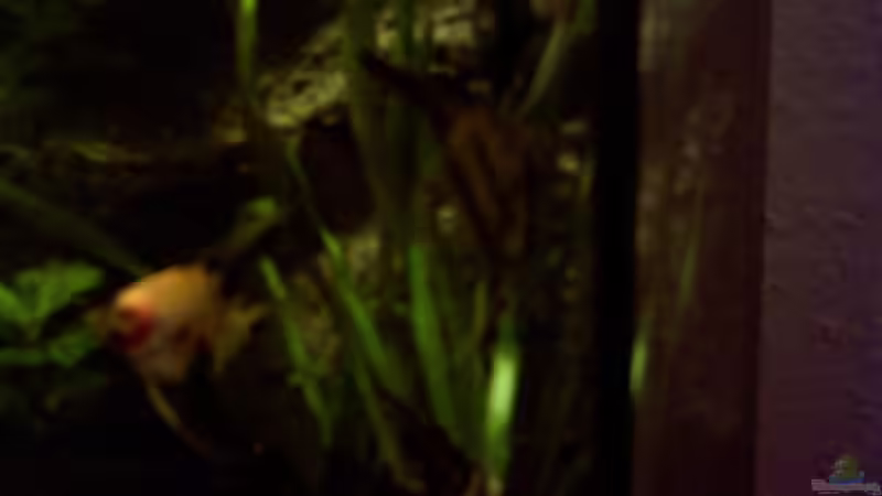 Bild vom ersten Aufbauort des Beckens von Mathias Kern (7)