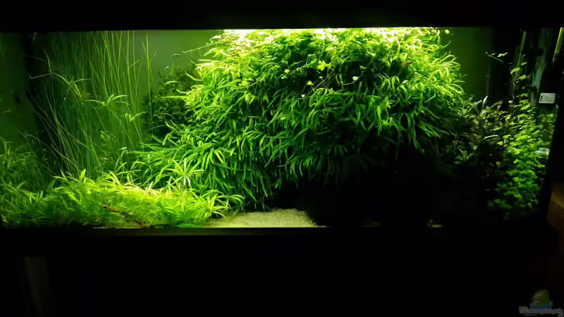 Bild von August 2017 von PanzerwelsFan (2)