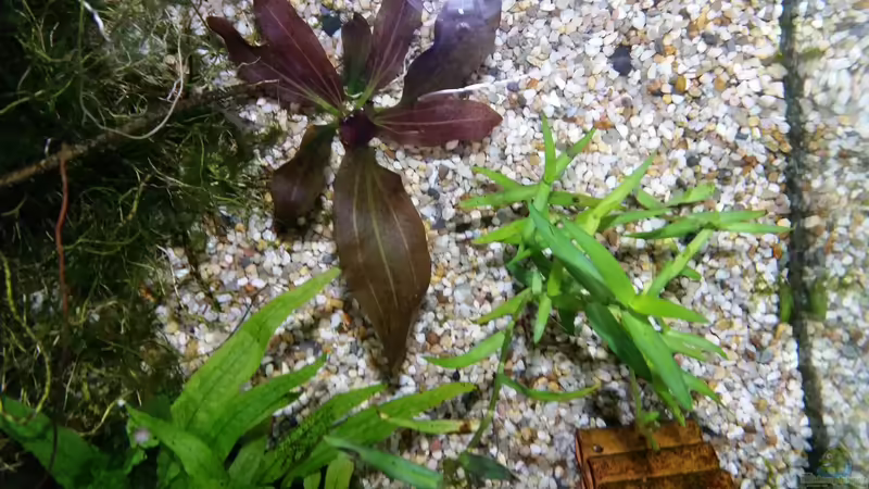 Bild von oben mit Echinodorus Ozelot, Murdannia Keisak und Javafarn von Gigi (18)