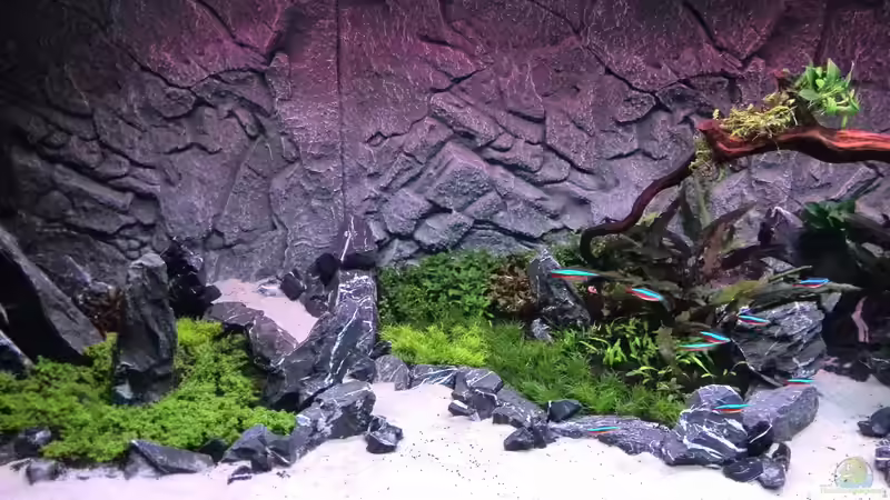 Bild ´Vorher´ - Buddelwütige Amanogarnelen von Vancouver2010 (42)