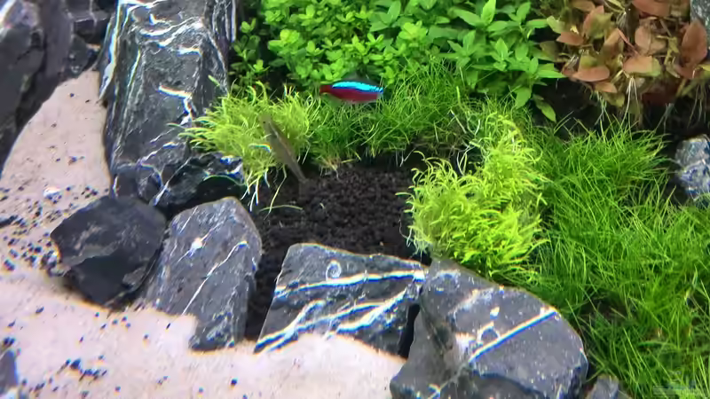 Bild ´Währenddessen´ - Buddelwütige Amanogarnelen von Vancouver2010 (43)