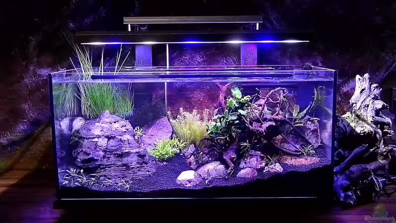 Bild zeigt das Becken Anfang Mai