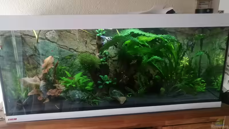 Bild zeigt die größe der Pflanzen nach 2 Monaten im Vergleich zu dem anderen Bild von Elchristo (4)