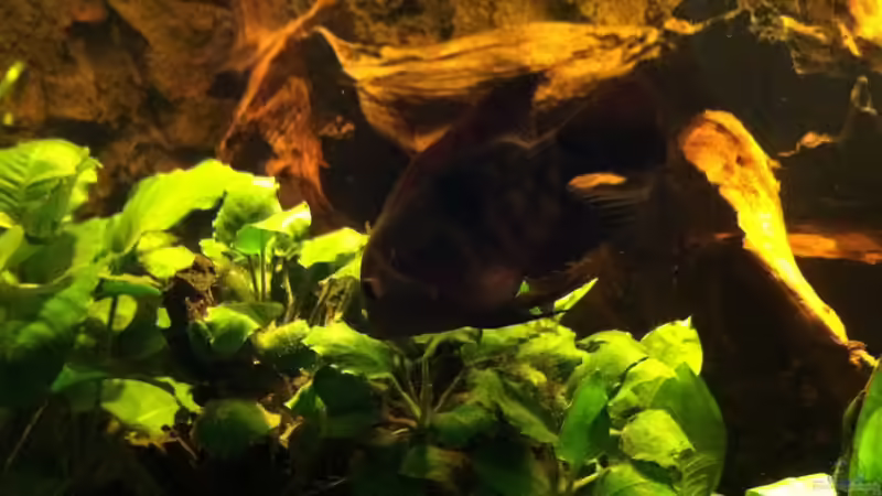 Bild3 von American Stone (13)