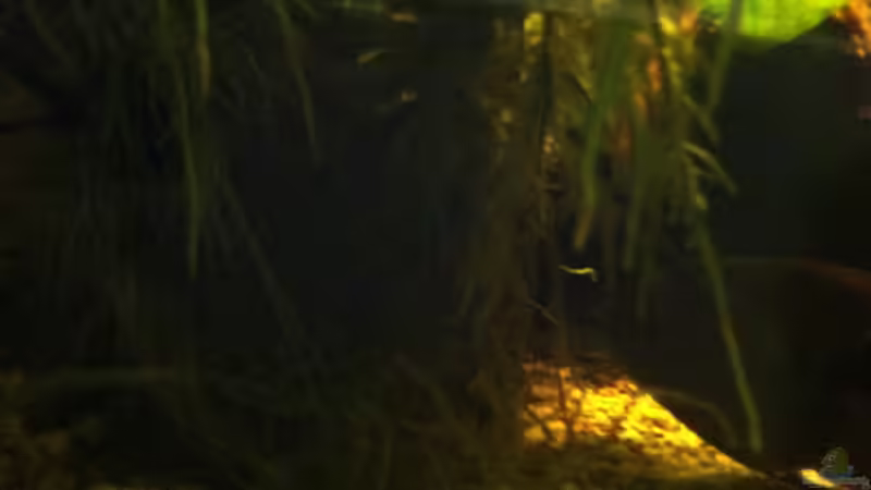 Bild3 von American Stone (7)