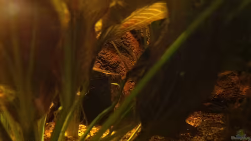 Bild4 von American Stone (8)