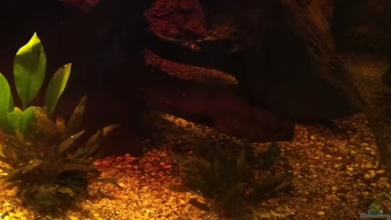 Bild6 von American Stone (10)