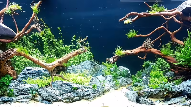 Bildauschnitt von vorne, Tag 2.  Altes Layout von Köllebärbling (7)