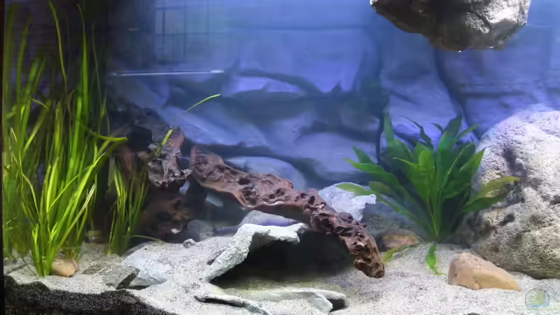 Bildausschnitt linke Seite von Cruiser Bruno (10)