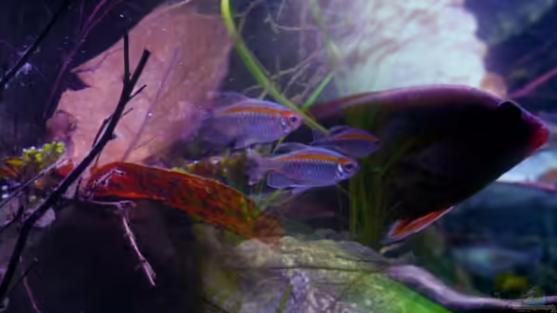 Bildbearbeitung machts möglich von Chris_R. (6)