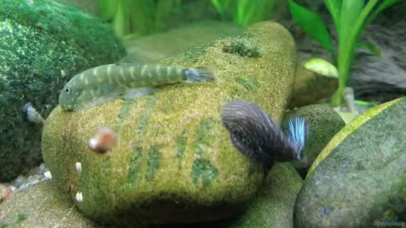 Bilder aus dem alten Becken von Miss Kasimir (17)