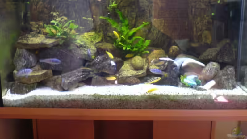 Bilder vom 16.7.2007 (Handykamera :( ) von Dommi (1)