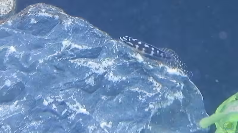 Bilder vom 6.1.19  Julidochromis transcritus Kissi von Malamute (36)