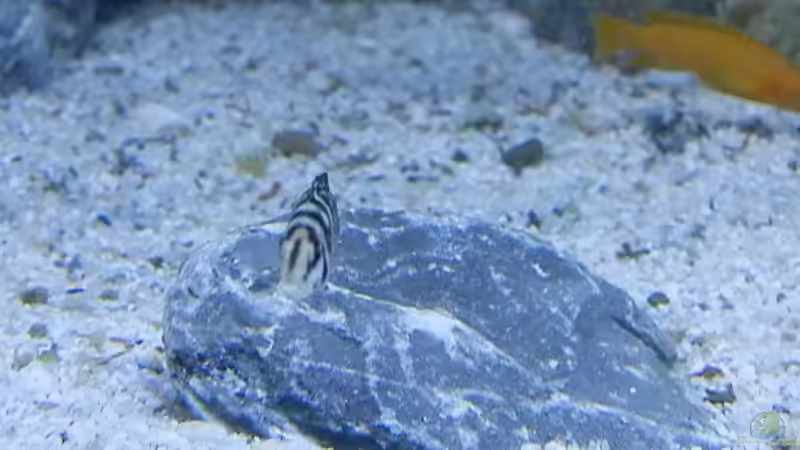 Bilder vom 6.1.19 Altolamprologus calvus Black  von Malamute (33)