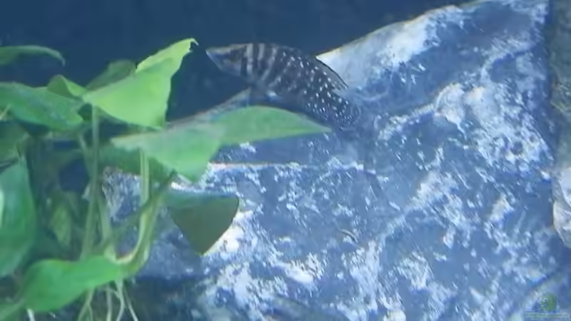 Bilder vom 6.1.19 Altolamprologus calvus Black  von Malamute (50)