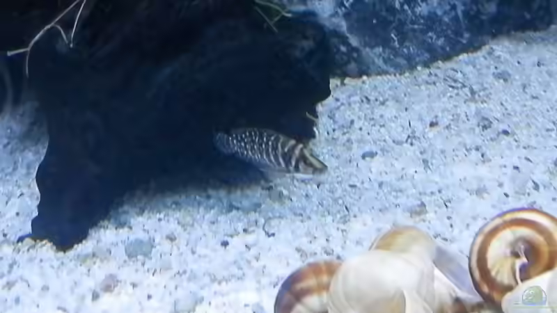 Einrichtungsbeispiele für Altolamprologus calvus (Perlhuhncichlide)