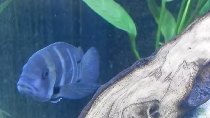 Bilder vom 6.1.19 Cyphotilapia frontosa Blue Zaire  von Malamute (30)