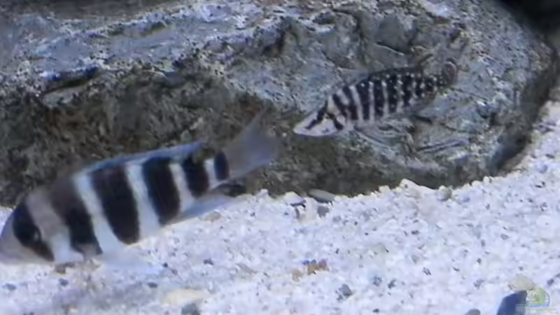 Bilder vom 6.1.19 Cyphotilapia frontosa Kavala  / Altolamprologus calvus Black  von Malamute (47)