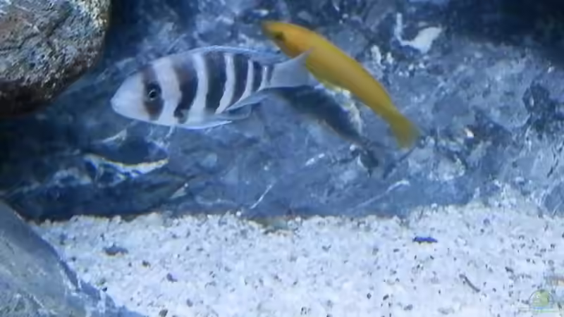 Bilder vom 6.1.19 Cyphotilapia frontosa Kavala  von Malamute (39)