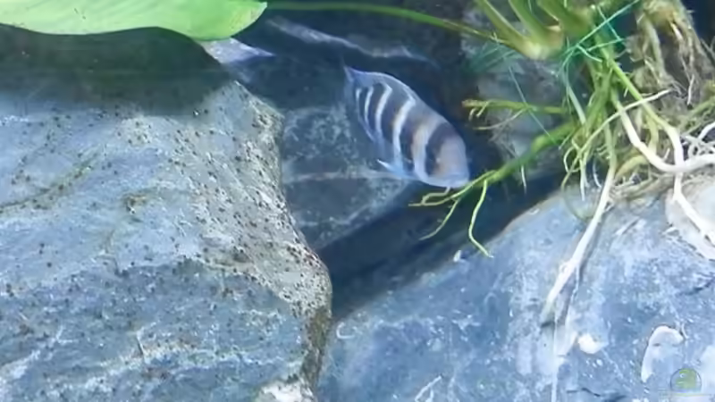 Bilder vom 6.1.19 Cyphotilapia frontosa Kavala  von Malamute (42)