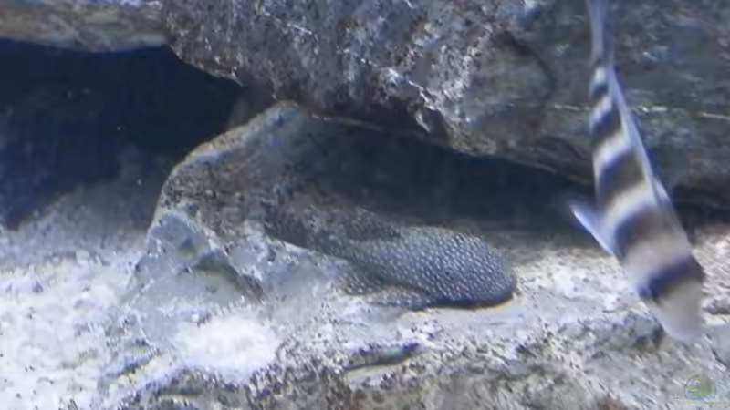 Einrichtungsbeispiele für Cyphotilapia frontosa (Tanganjikabeulenkopf)