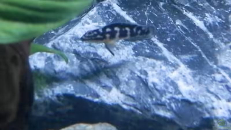 Bilder vom 6.1.19 Julidochromis transcritus Kissi von Malamute (35)