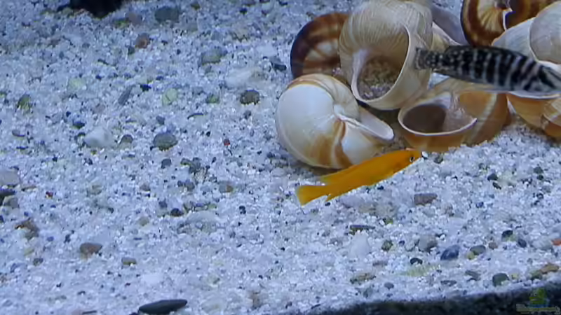 Bilder vom 6.1.19 Neolamprologus leleupi  / Altolamprologus calvus Black  von Malamute (55)