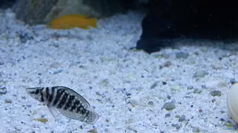 Einrichtungsbeispiele für Altolamprologus calvus (Perlhuhncichlide)