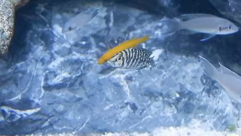 Bilder vom 6.1.19 Neolamprologus leleupi / Neolamprologus pulcher / Altolamprologus von Malamute (57)