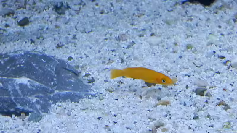 Bilder vom 6.1.19 Neolamprologus leleupi   von Malamute (32)