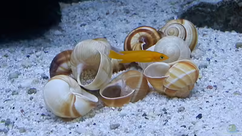 Bilder vom 6.1.19 Neolamprologus leleupi  von Malamute (44)