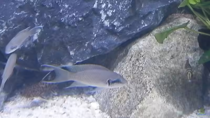 Aquarien mit Neolamprologus pulcher (Prinzessin von Sambia)