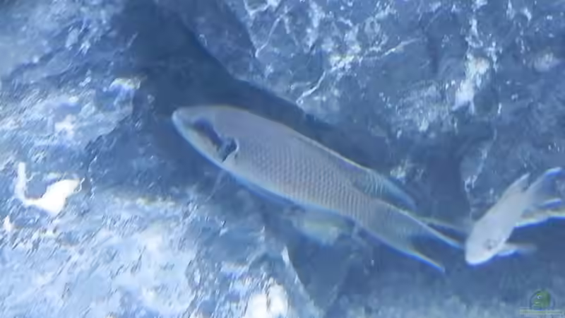 Aquarien mit Neolamprologus pulcher (Prinzessin von Sambia)