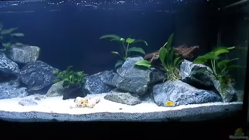 Bilder vom 6.1.19 von Malamute (2)