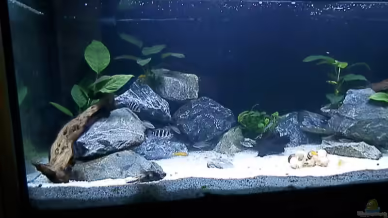 Bilder vom 6.1.19 von Malamute (3)