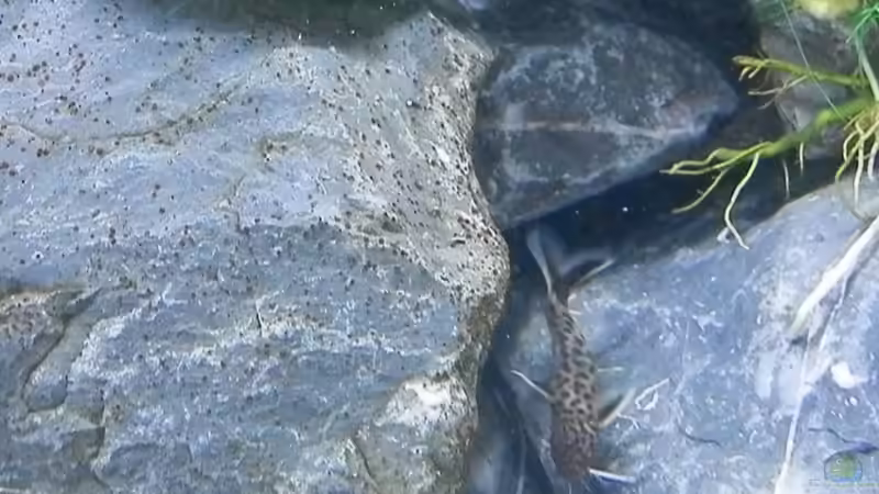 Bilder vom 6.1.19 von Malamute (45)