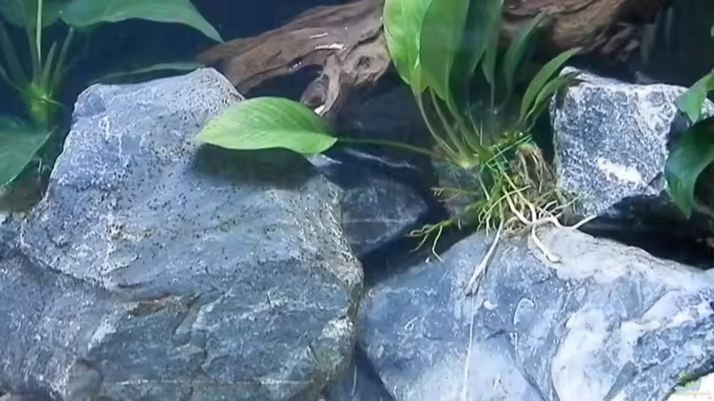 Bilder vom 6.1.19 von Malamute (58)