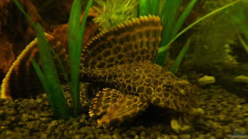 bilder vom alten Becken von lumpi (10)