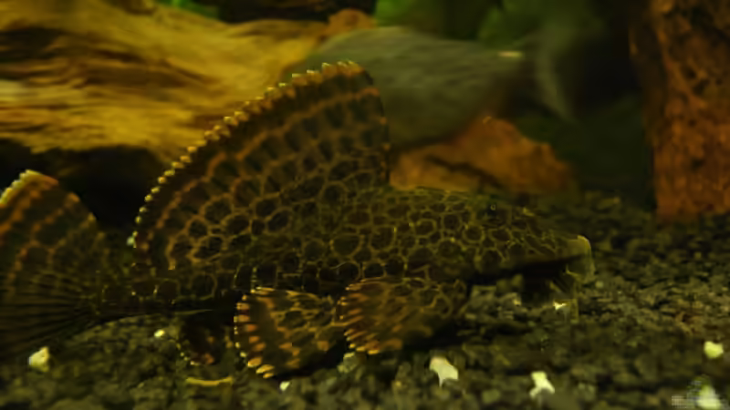 bilder vom alten Becken von lumpi (11)