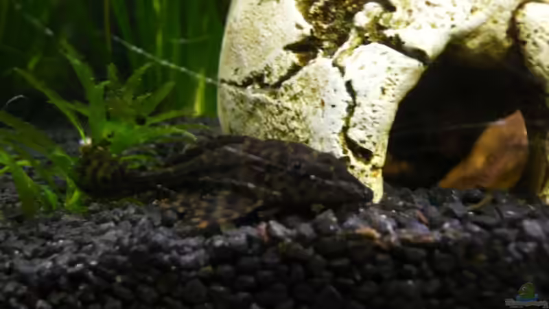 bilder vom alten Becken von lumpi (14)